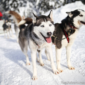 two huskies dog sledding in snowy trail