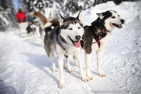 wakefield-dog-sledding-package two huskies dog sledding in snowy trail